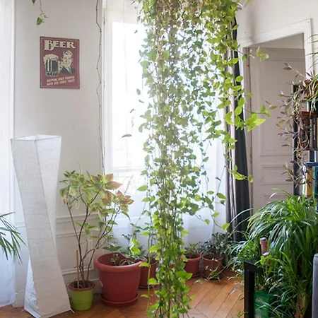 Hostnfly - Superb Bright And Vegetal